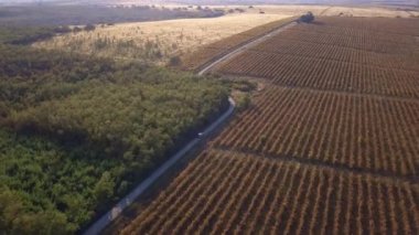 Vrsac 'ın kırsalındaki üzüm bağlarında gezinen bir arabanın insansız hava aracı görüntüsü.
