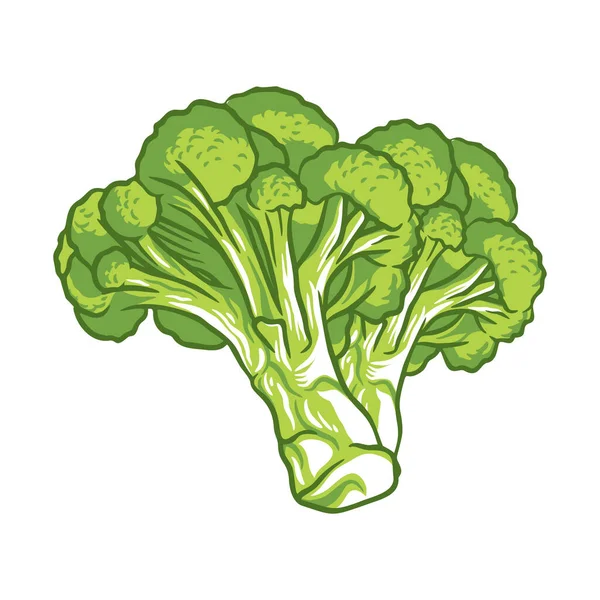 Broccoli Vegetabiliska Färska Gården Hälsosam Mat Illustration Isolerad Vit Bakgrund — Stock vektor