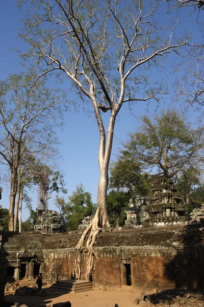 在Ta Prohm 令人生厌的无花果树和爬行的地衣吞噬着废墟 柬埔寨 — 图库照片