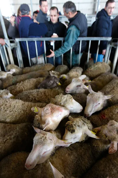 Müslümanların Kurban Bayramı Için Koyunlar Var Fransa — Stok fotoğraf