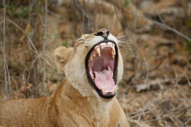 Bir dişi aslan dinlenirken esniyor. Afrika safarisi. Tanzanya. 