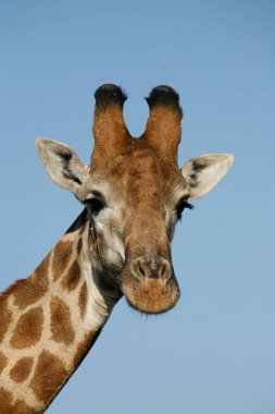 Zürafa 'nın başı. Afrika safarisi. Portre - Giraffa camelopardalis. Güney Afrika. 