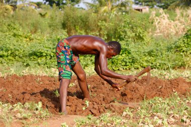 Afrikalı çiftçi. Afrika 'da tarım ve tarım. Togo.