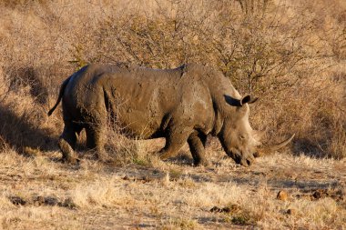 Madikwe oyun rezervi. Safari. Gergedan. Güney Afrika. 