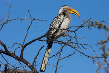 Madikwe oyun rezervi. Safari. Güney Sarı Boynuz Gagası (Tockus lökosellası)