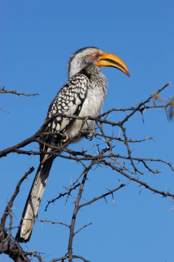 Madikwe oyun rezervi. Safari. Güney Sarı Boynuz Gagası (Tockus lökosellası)