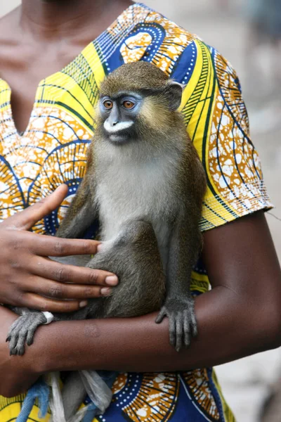 Ragazzo Con Scimmia Domata Mano Congo Brazzaville — Foto Stock
