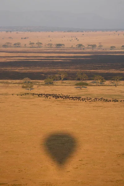 Lufi Szafari Afrikai Szavanna Tanzánia — Stock Fotó
