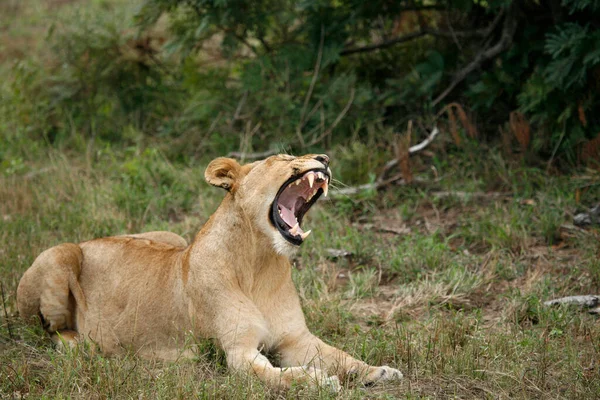 Sabi Kum Oyun Rezervi Aslan Afrika Safarisi Güney Afrika — Stok fotoğraf