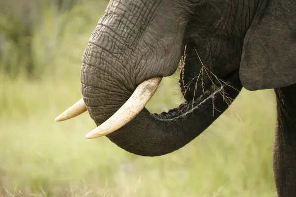 Sabi Piasek Rezerwa Gier Słoń Afrykańskie Safari Republika Południowej Afryki — Zdjęcie stockowe