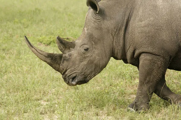 Reserva Caza Sabi Sand Rinoceronte Safari Africano Sudafrica —  Fotos de Stock
