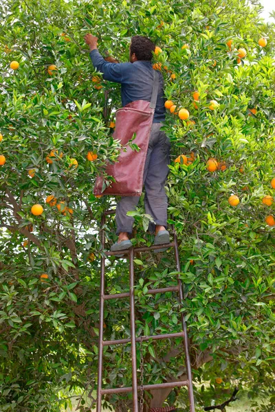 Orange Harvest Worker Tree Morocco — Stock Photo, Image