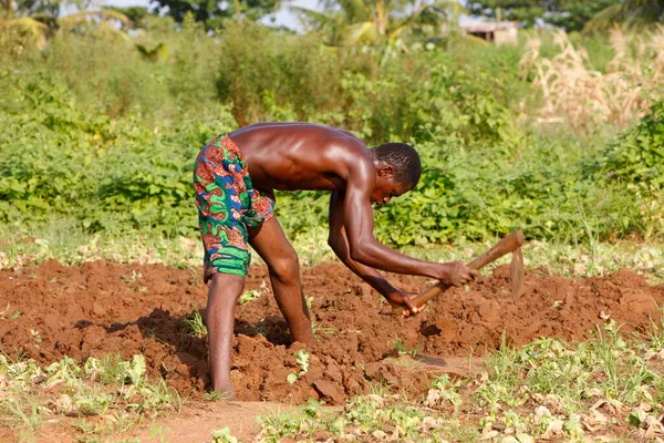 African Farmer Agriculture Farming Africa Togo — Stock Photo, Image