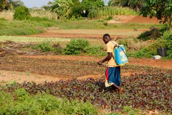 Petani Afrika Pertanian Dan Pertanian Afrika Togo — Stok Foto