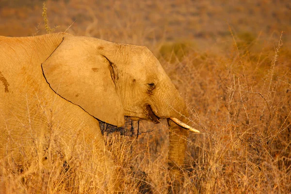 Reserva Jogo Madikwe Safari Elefante Africano África Sul — Fotografia de Stock