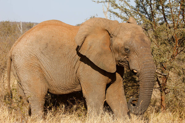 Madikwe game reserve. Safari. African elephant.  South Africa. 
