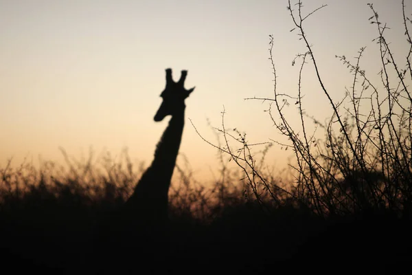 Madikwe野生动物保护区萨法里日落时的长颈鹿页 — 图库照片