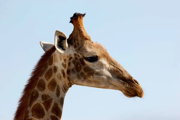Madikwe野生动物保护区萨法里长颈鹿页 — 图库照片