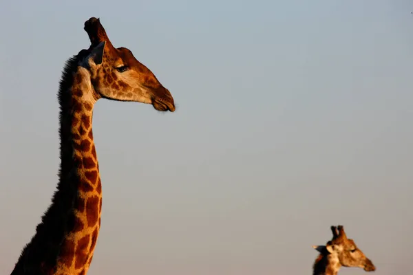 Reserva Caza Madikwe Safari Jirafas Sudafrica — Foto de Stock