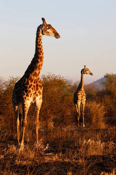 Reserva Caza Madikwe Safari Jirafas Sudafrica —  Fotos de Stock