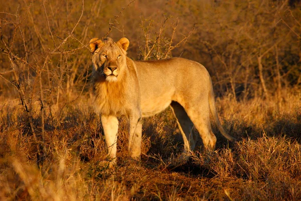 Madikwe Game Reserve Safari Lion South Africa — Stock Photo, Image