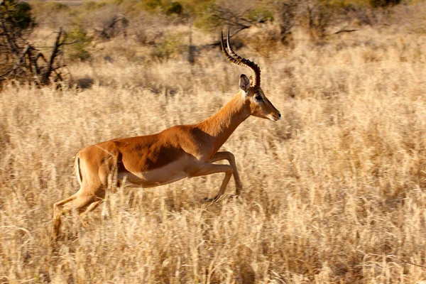 Reserva Caza Madikwe Safari Impala Sudafrica —  Fotos de Stock