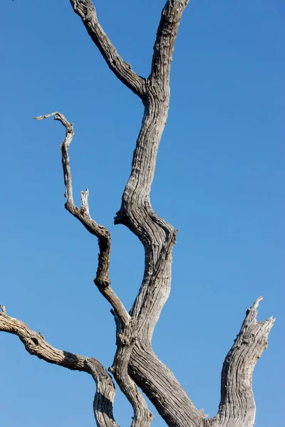 Мертве Дерево Проти Блакитного Неба Пар — стокове фото