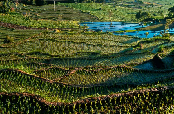 Łyżki Ryżowe Górach Rolnictwo Bali Indonezja — Zdjęcie stockowe