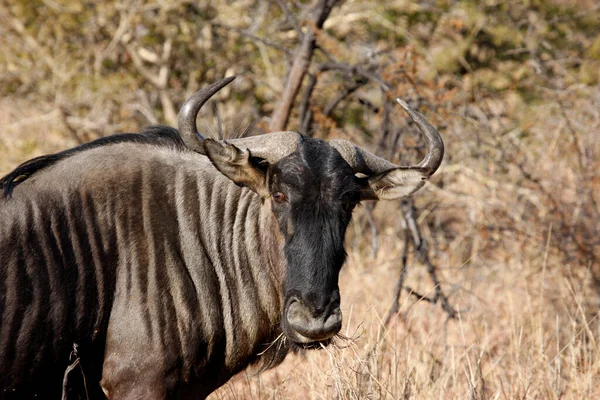 Madikwe Game Reserve Safari Gnu South Africa Royalty Free Stock Photos