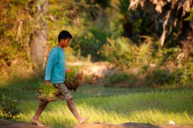Pirinç sapı tutan bir pirinç tarlası işçisi. Tarım.