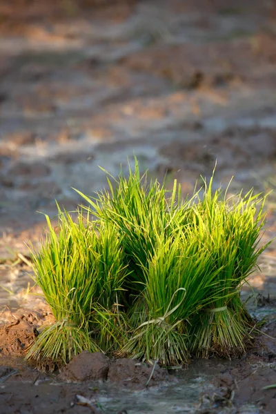 Rizsföldeken Szüretelt Rizs Mezőgazdaság — Stock Fotó