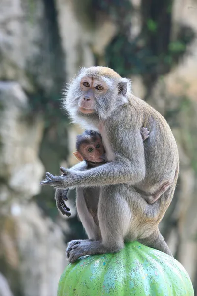 Scimmia Bambino Tempio Malesia — Foto Stock