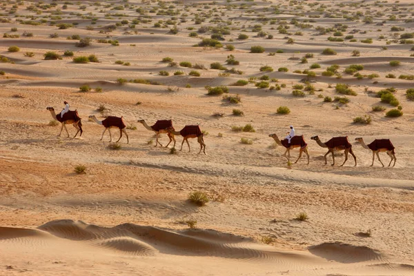 Liwa Çölü Nde Develer Abu Dabi — Stok fotoğraf