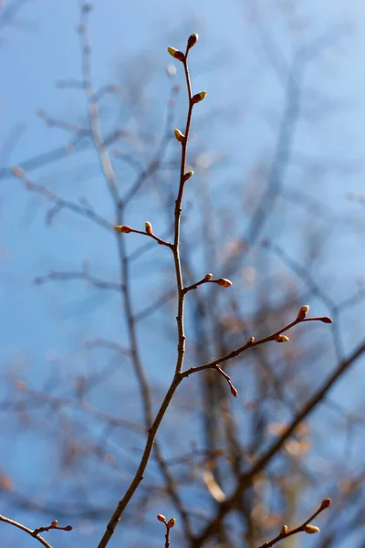 Árvore Primavera Contra Céu Azul Buds Áustria — Fotografia de Stock