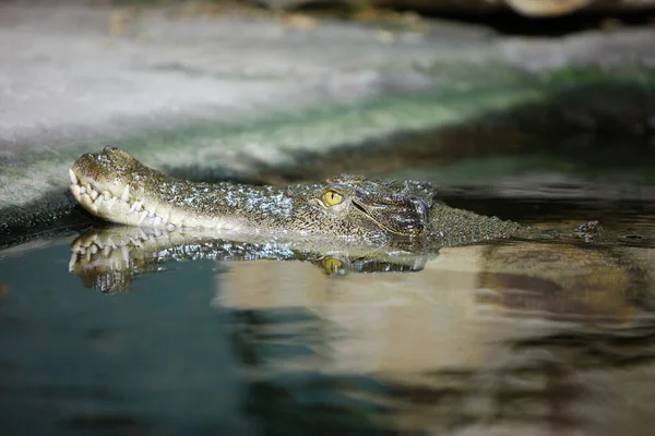 Crocodilo Água Fazenda Crocodilos Austrália — Fotografia de Stock