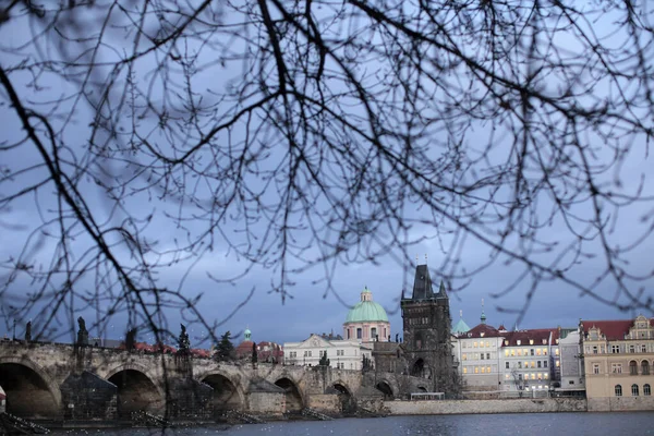 Gamle Karlsbron Och Trädet Republiken Tjeckien — Stockfoto