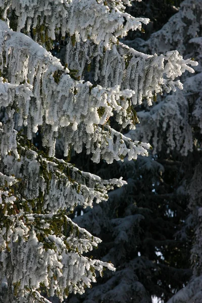Baum Winter Mit Schnee Französische Alpen Frankreich — Stockfoto