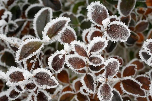 Inverno Parte Mattino Francia — Foto Stock