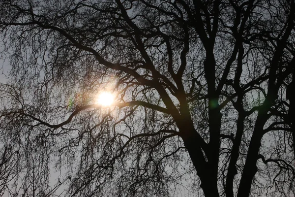 Kışın Ağaç Güneş Fransa — Stok fotoğraf