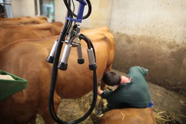 機械付きの農家の搾乳牛 フランス — ストック写真