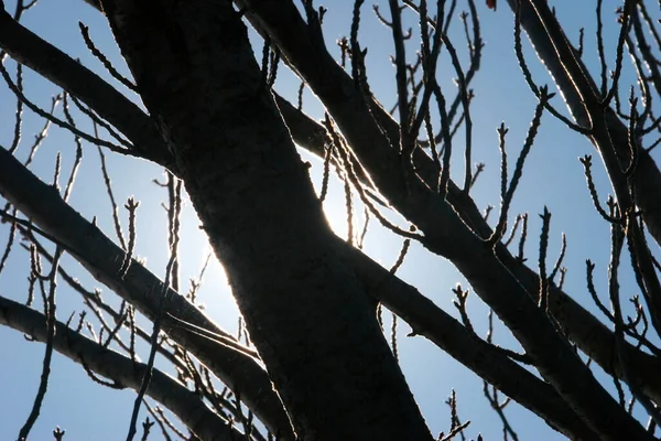 Drzewo Przeciw Błękitnemu Niebu Słońcu Włochy — Zdjęcie stockowe