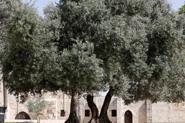 Olive Trees Temple Mount Israel — Stockfoto