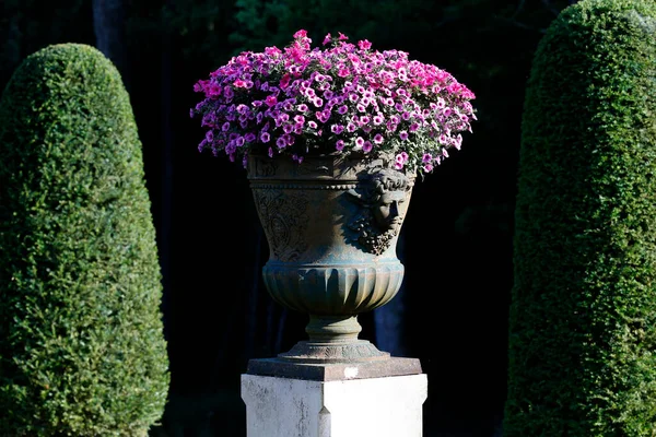 Bir Kase Çiçek Bahçe Doğa Fransa — Stok fotoğraf