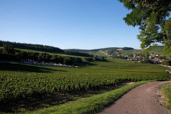 Меркури имеет 650 га виноградников и является самым важным винодельческим сообществом в Бургундии. Франция. 