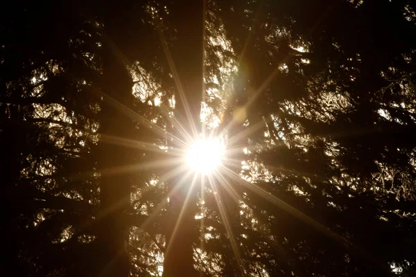 Shining Sun Tree France — стоковое фото