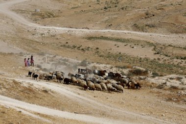 Shepherd in the desert.  israel. 