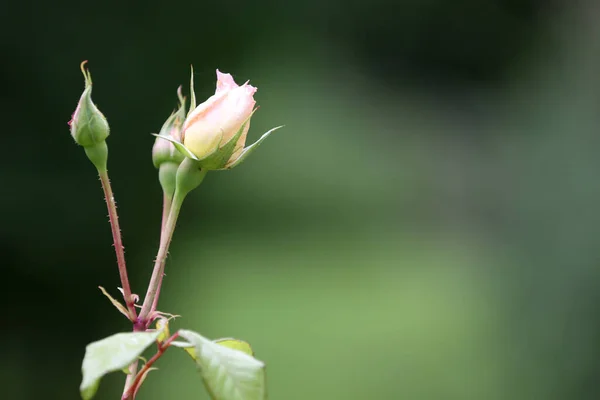 Νέα Τριαντάφυλλα Έναν Κήπο Γαλλία — Φωτογραφία Αρχείου