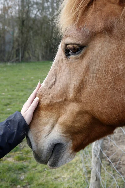 Häst Ett Fält Närbild Huvudet Resor Frankrike — Stockfoto