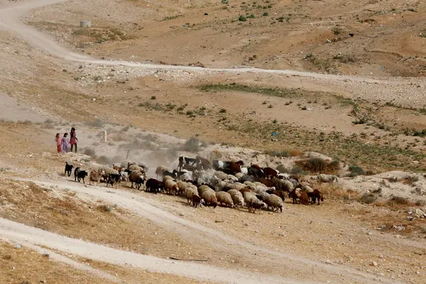 Shepherd Desert Israel — Stok fotoğraf