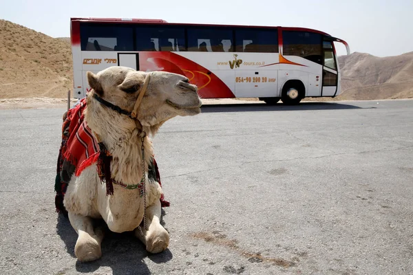 Camel Bus Travel Tourism Israel — Stock Fotó